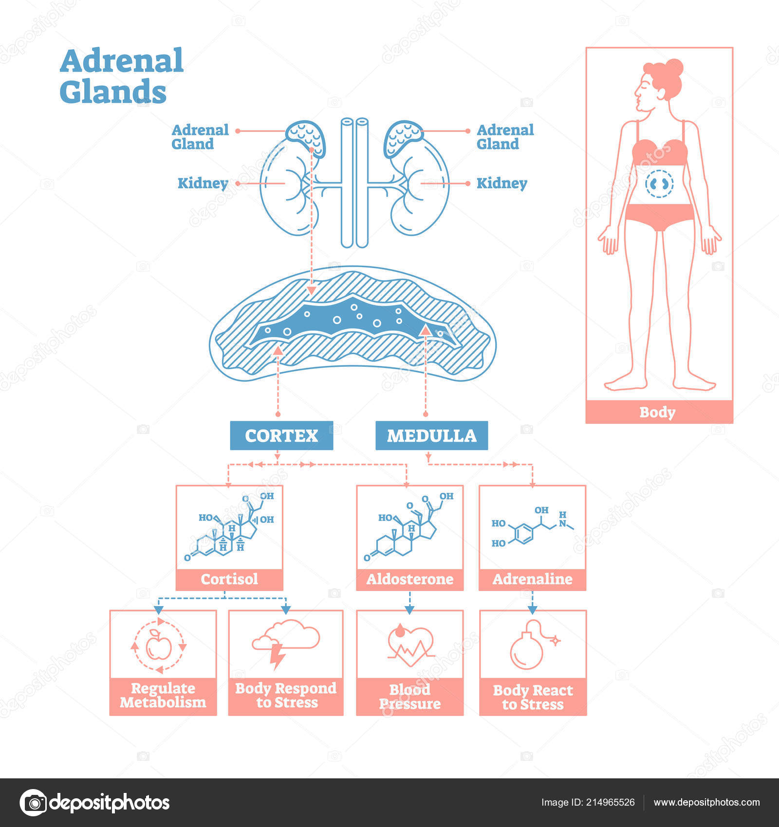 Endocrine System Diagram Adrenal Glands Of Endocrine System Medical Science Vector
