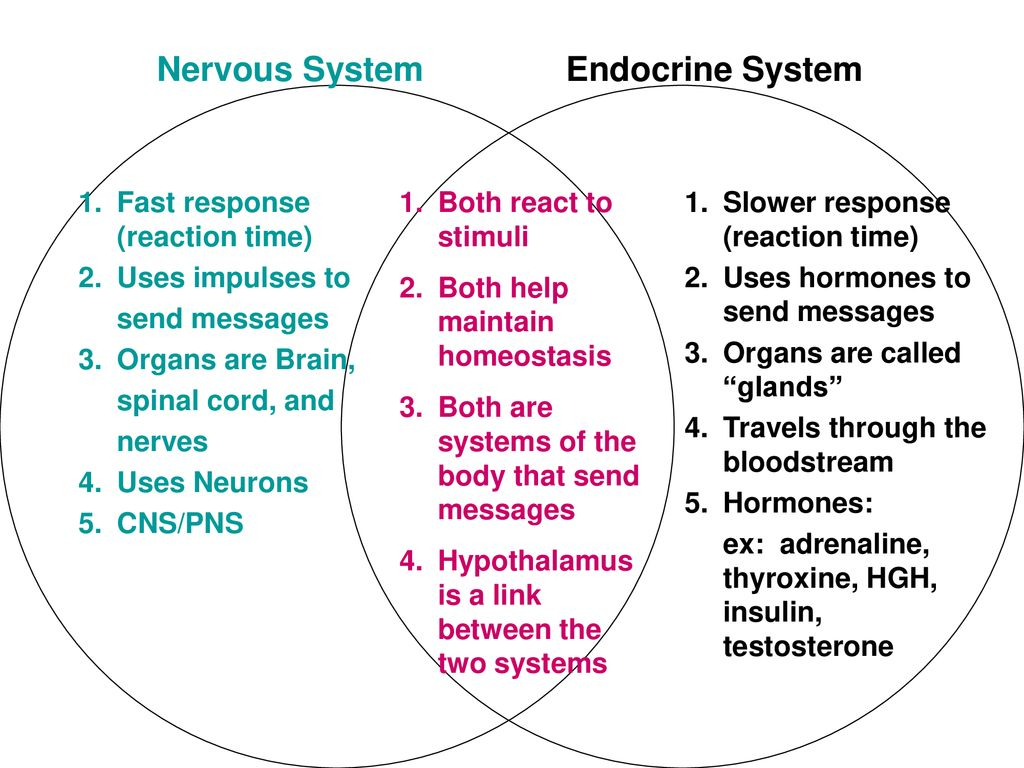 Endocrine System Diagram Complete The Venn Diagram Comparing The Nervous And Endocrine