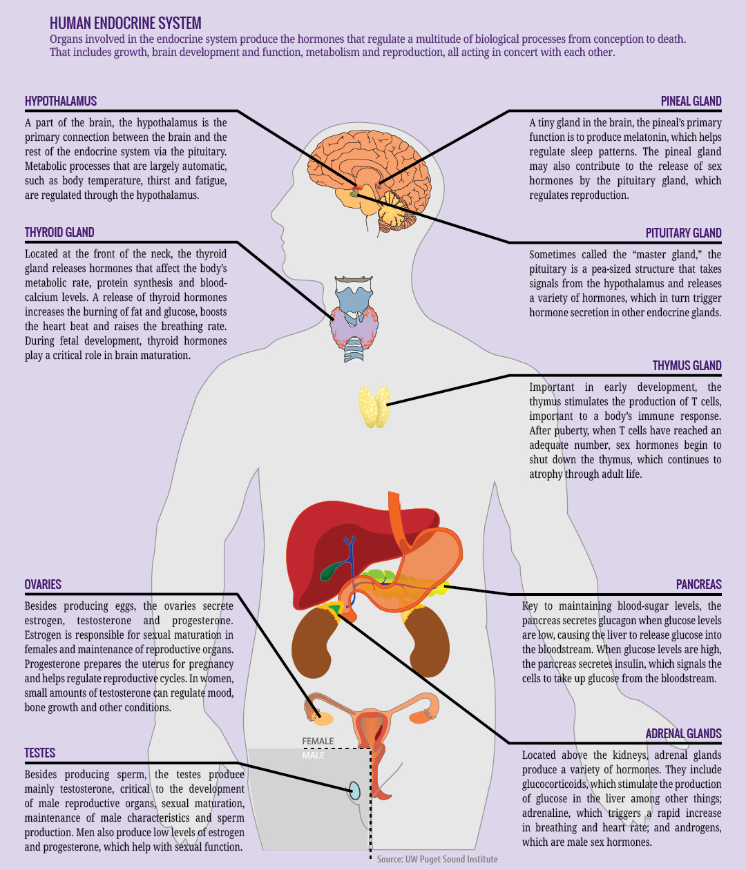 Endocrine System Diagram Concerns Rise Over Rogue Chemicals In The Environment Encyclopedia