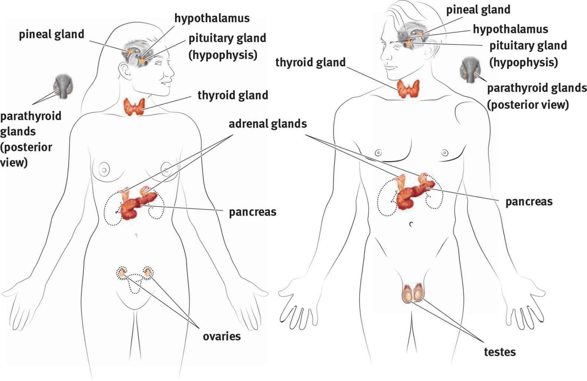 Endocrine System Diagram Endocrine Organs And Hormones The Endocrine System Mcat Biology
