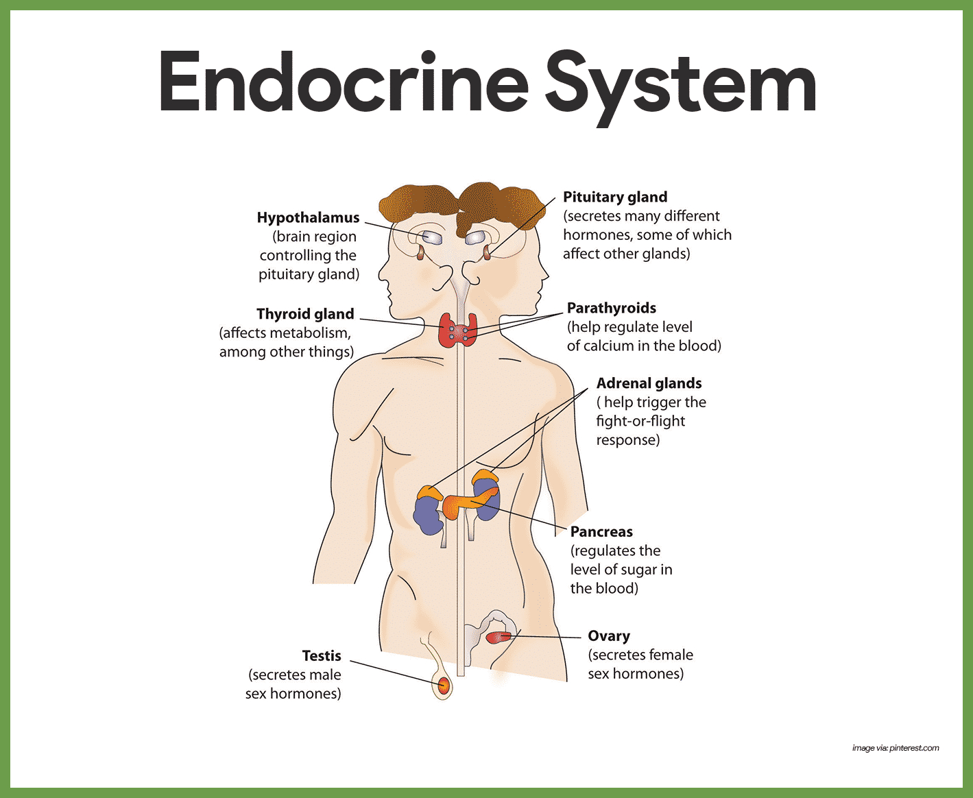 Endocrine System Diagram Endocrine System Anatomy And Physiology Nurseslabs