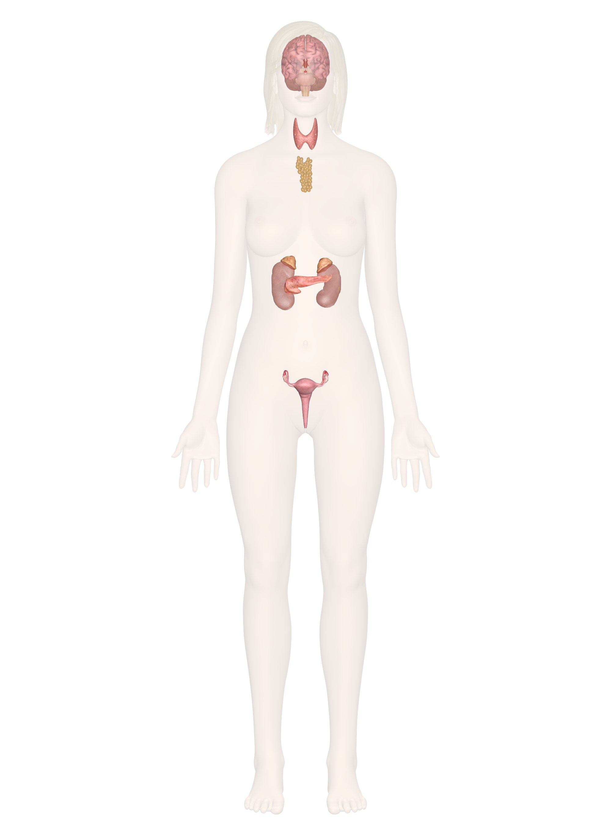 Endocrine System Diagram Endocrine System Discover The Anatomy And Function Of Glands