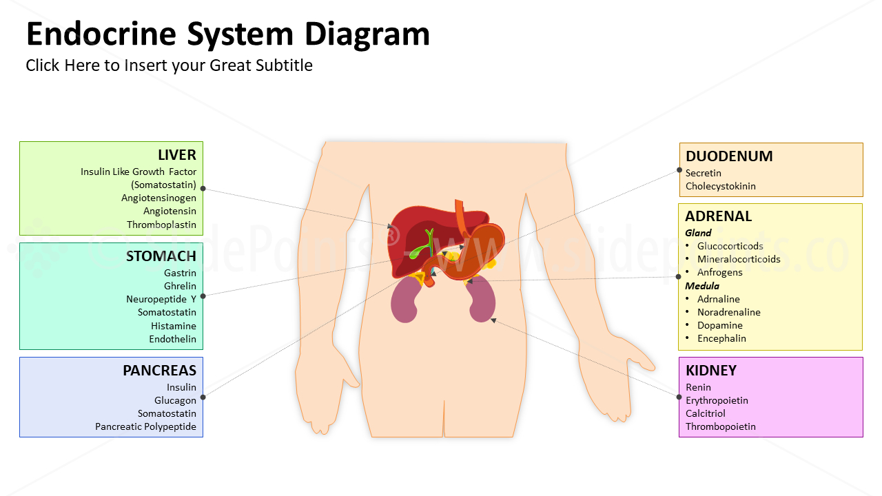 Endocrine System Diagram Endocrine System Powerpoint