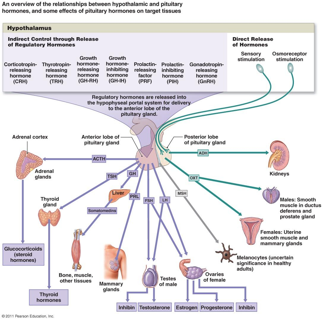 Endocrine System Diagram Hormones Endocrine System Adrenal Gland Suprarenal Diagram Disorders