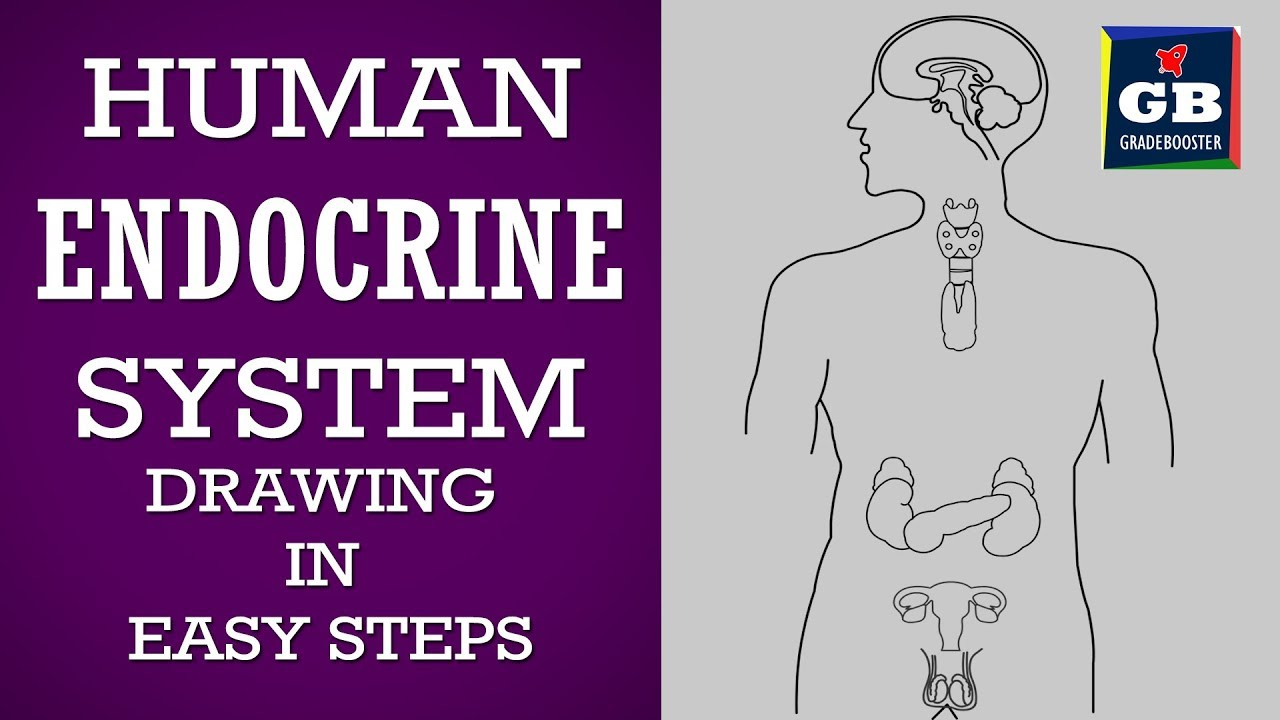 Endocrine System Diagram How To Draw Human Endocrine System In Easy Steps Control Coordination Ncert Class 10 Science