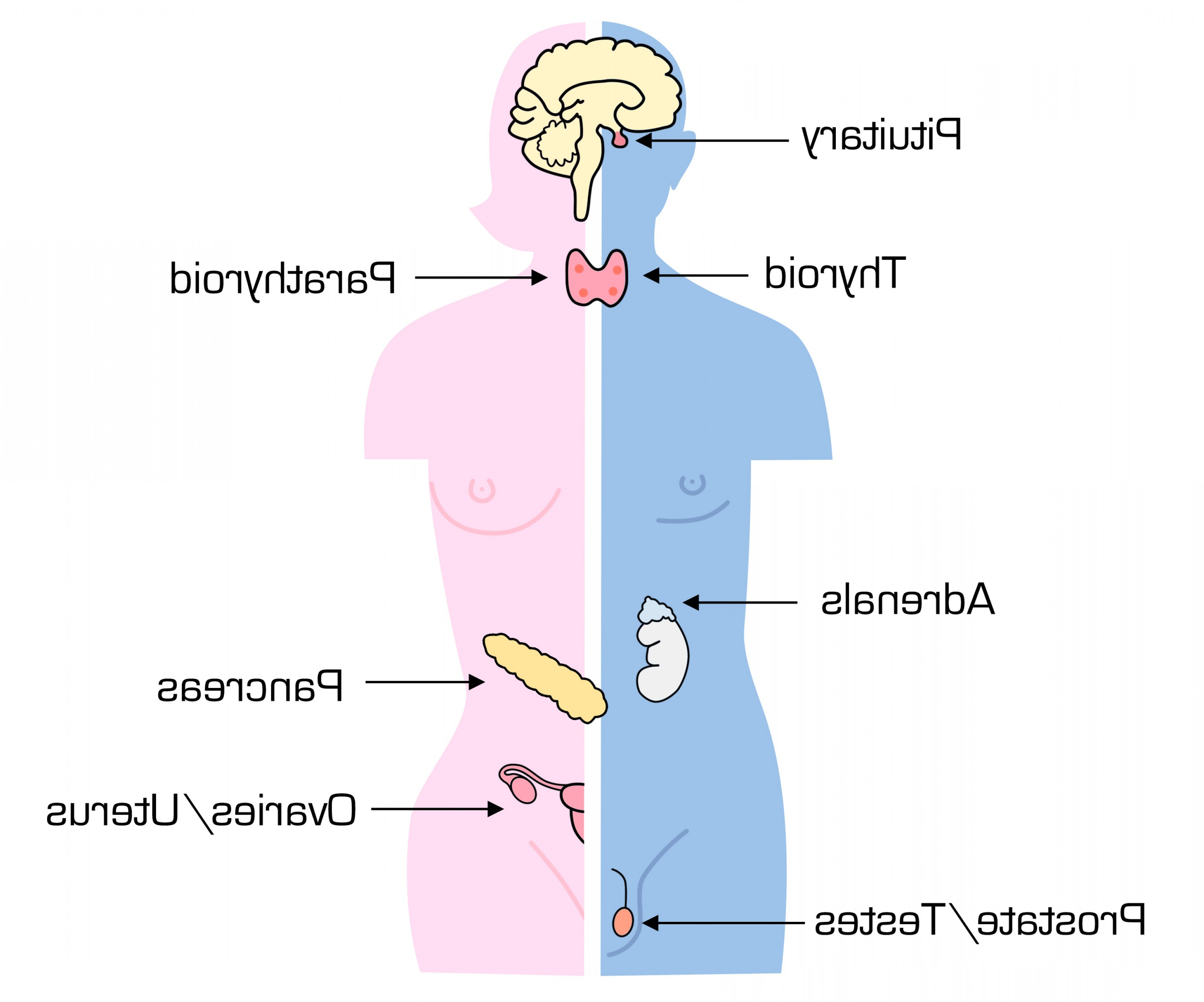 Endocrine System Diagram Human Body Endocrine System The Endocrine System Of A Human Cartoon