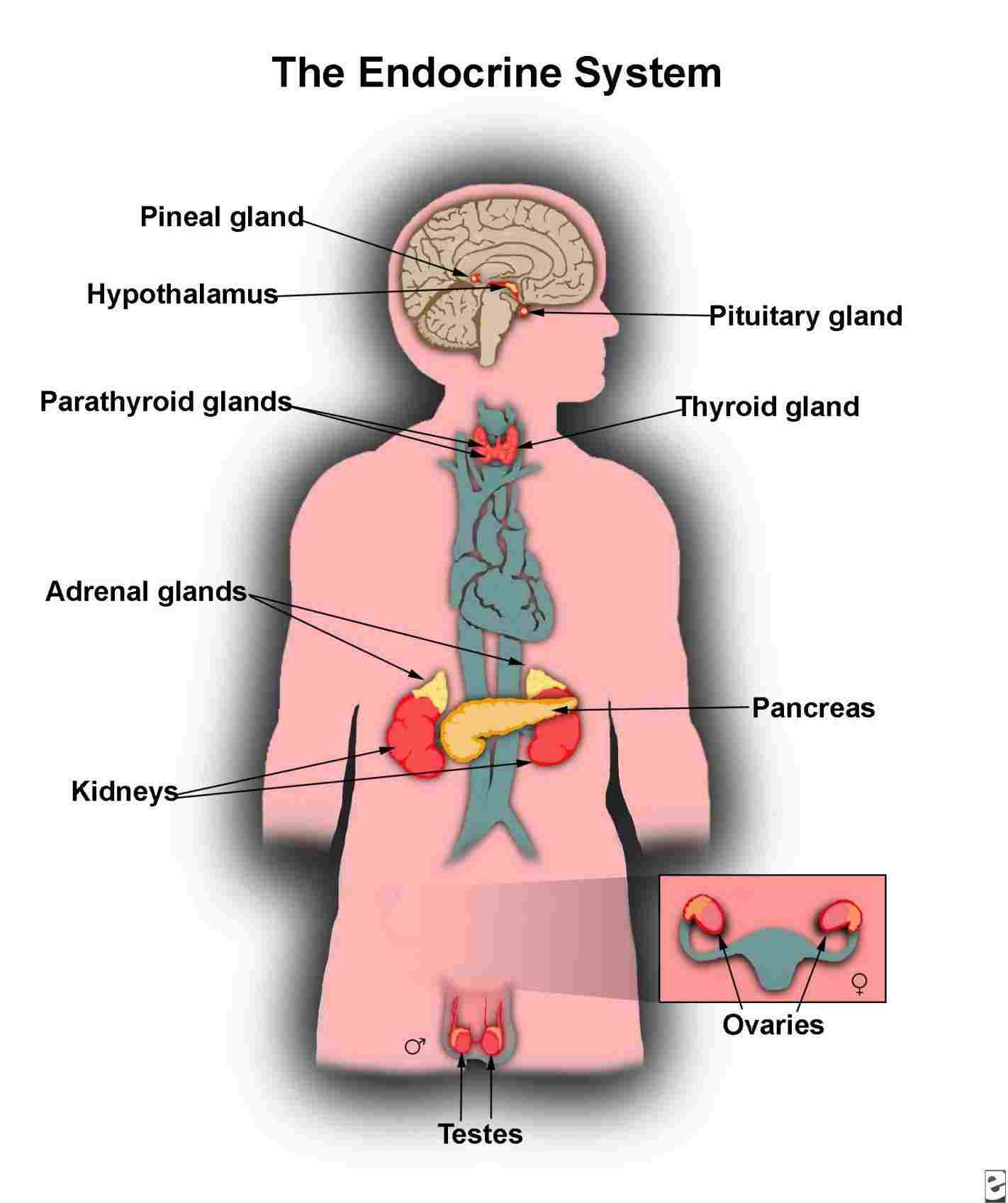 Endocrine System Diagram Human Endocrine System Diagram Diagram Of Anatomy