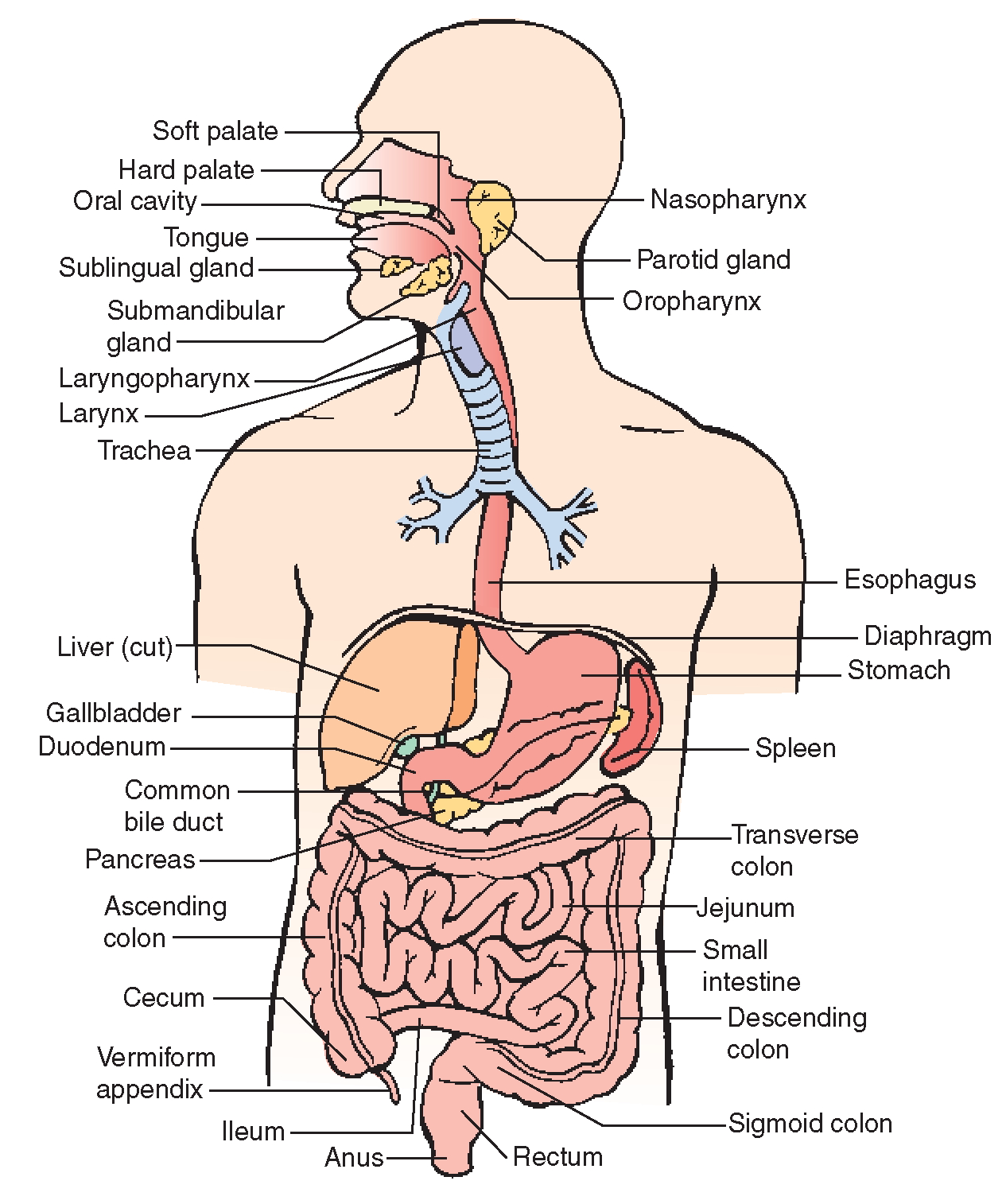 Endocrine System Diagram Labelled Diagram Of The Endocrine System Electrical Wiring Diagram
