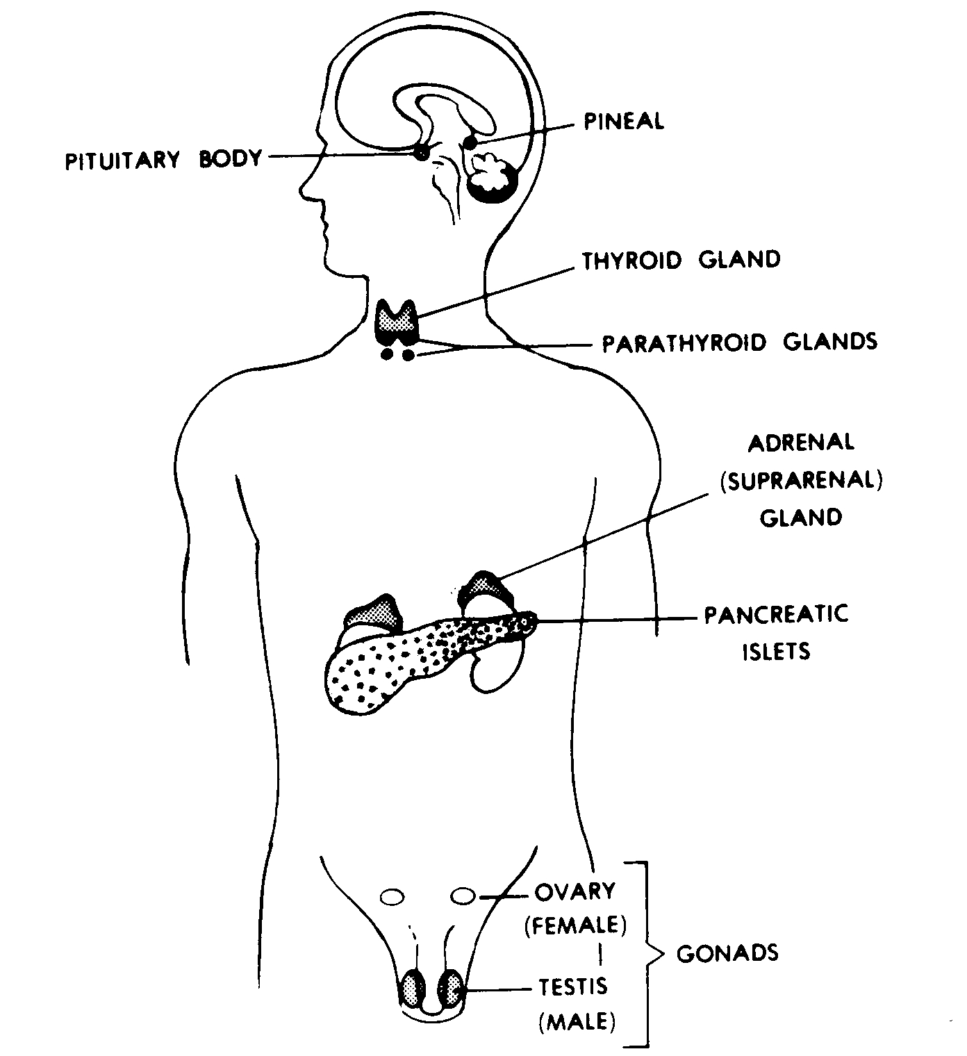 Endocrine System Diagram Exatin info