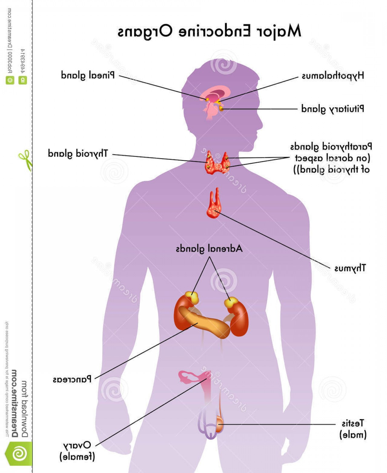 Endocrine System Diagram Major Endocrine Organs Endocrine System Stock Vector Illustration Of