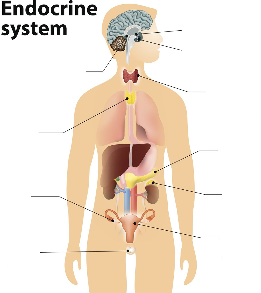 Endocrine System Diagram Phys Ch 18 Endocrine System Diagram Quizlet