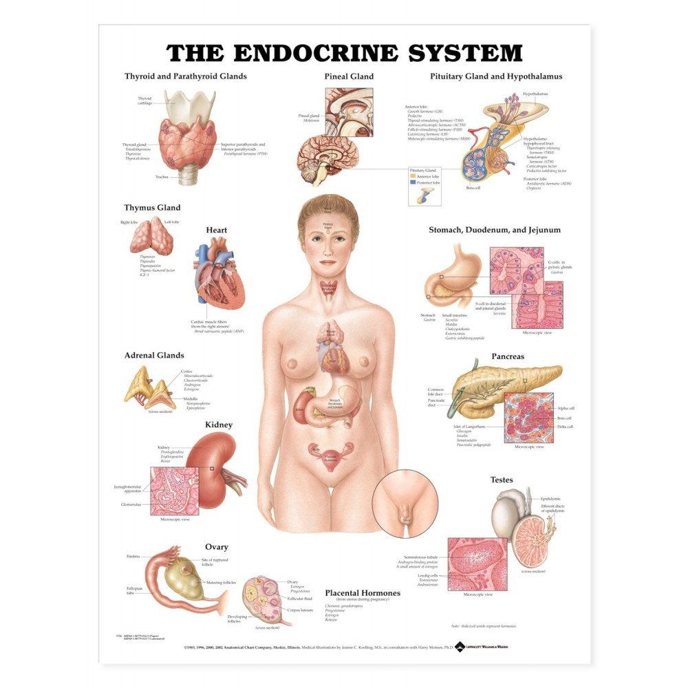 Endocrine System Diagram The Endocrine System Anatomical Chart Poster Laminated