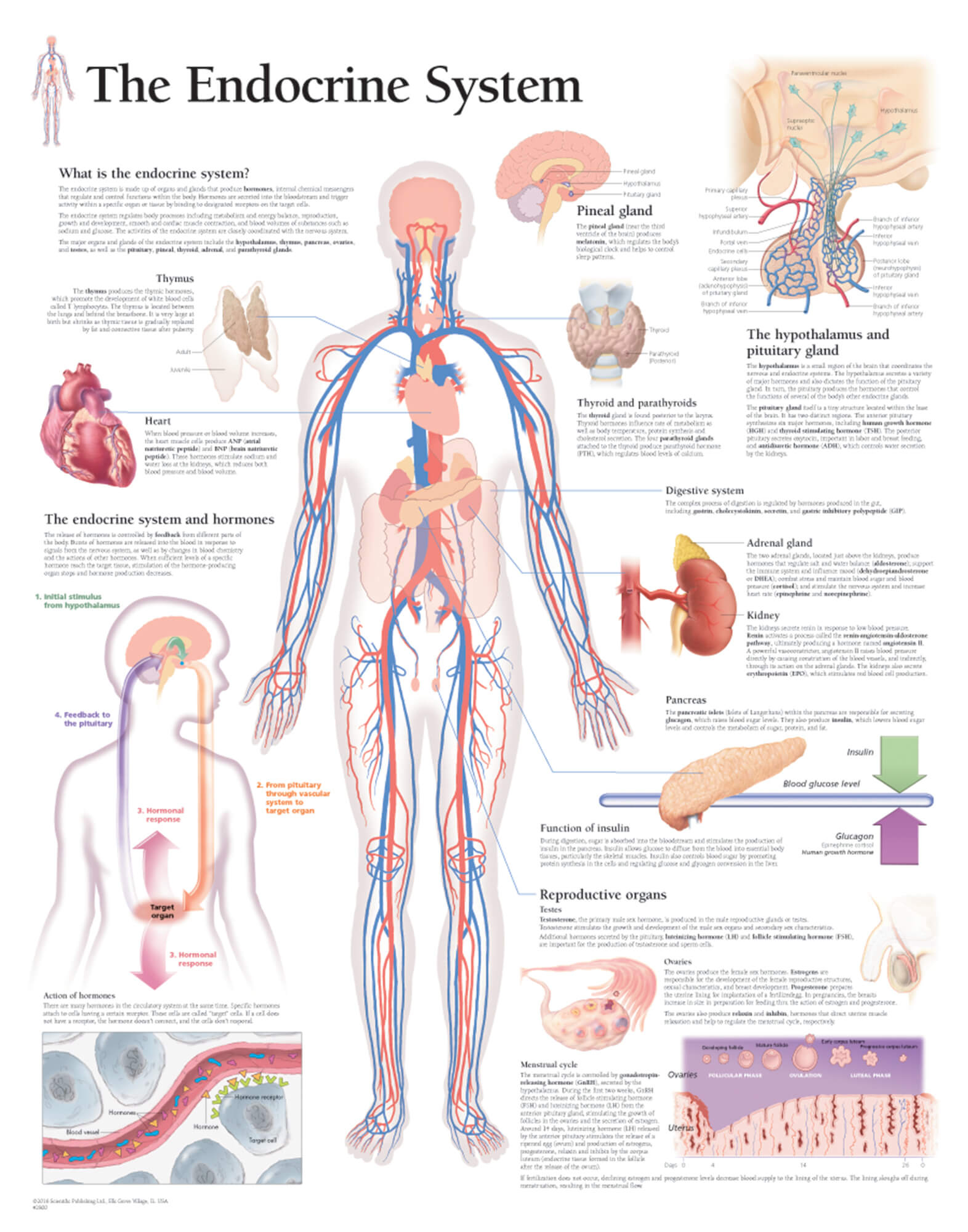 Endocrine System Diagram The Endocrine System