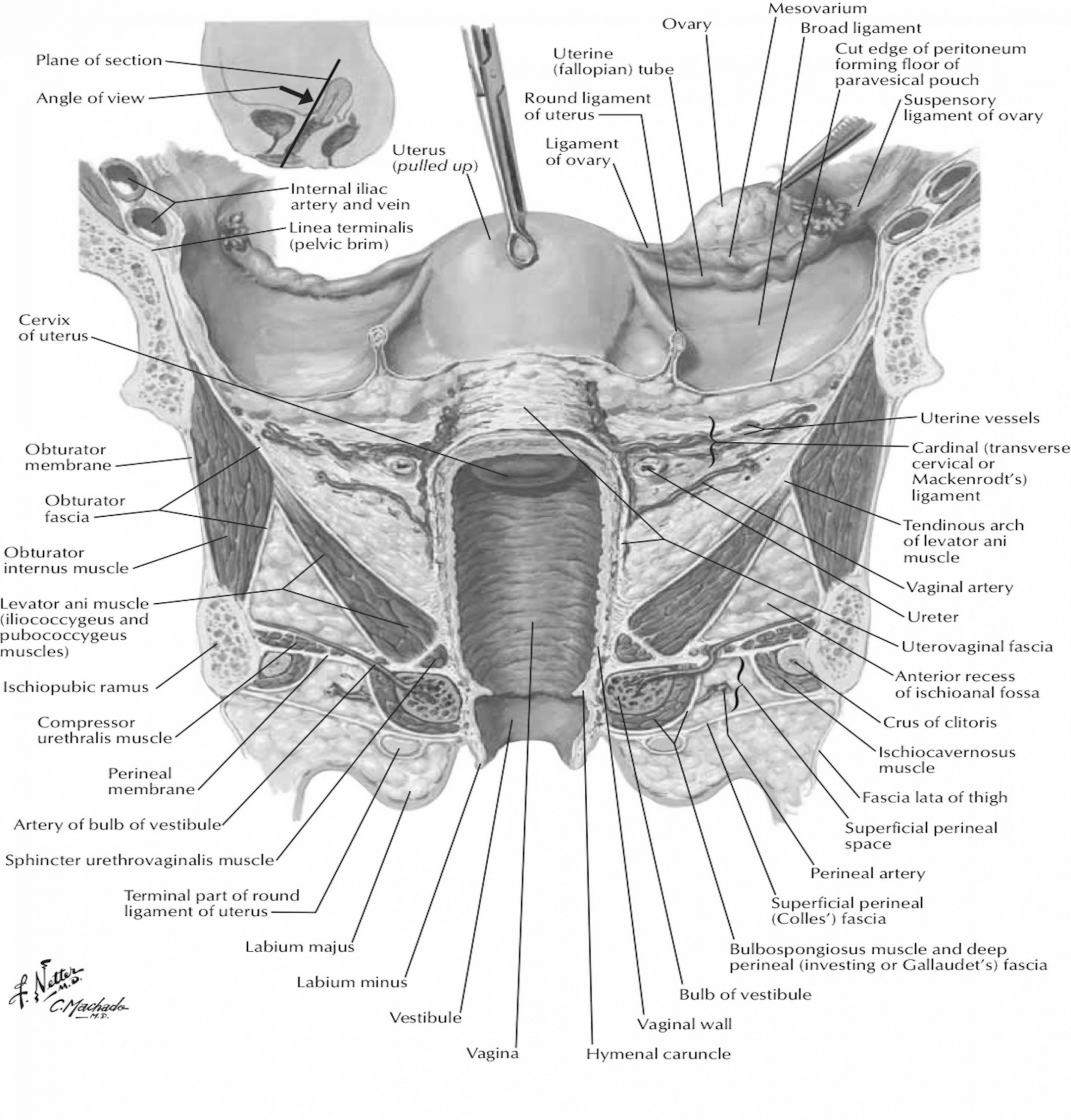 Female Anatomy Diagram Anatomy Of The Human Body Uterus Steven Hill