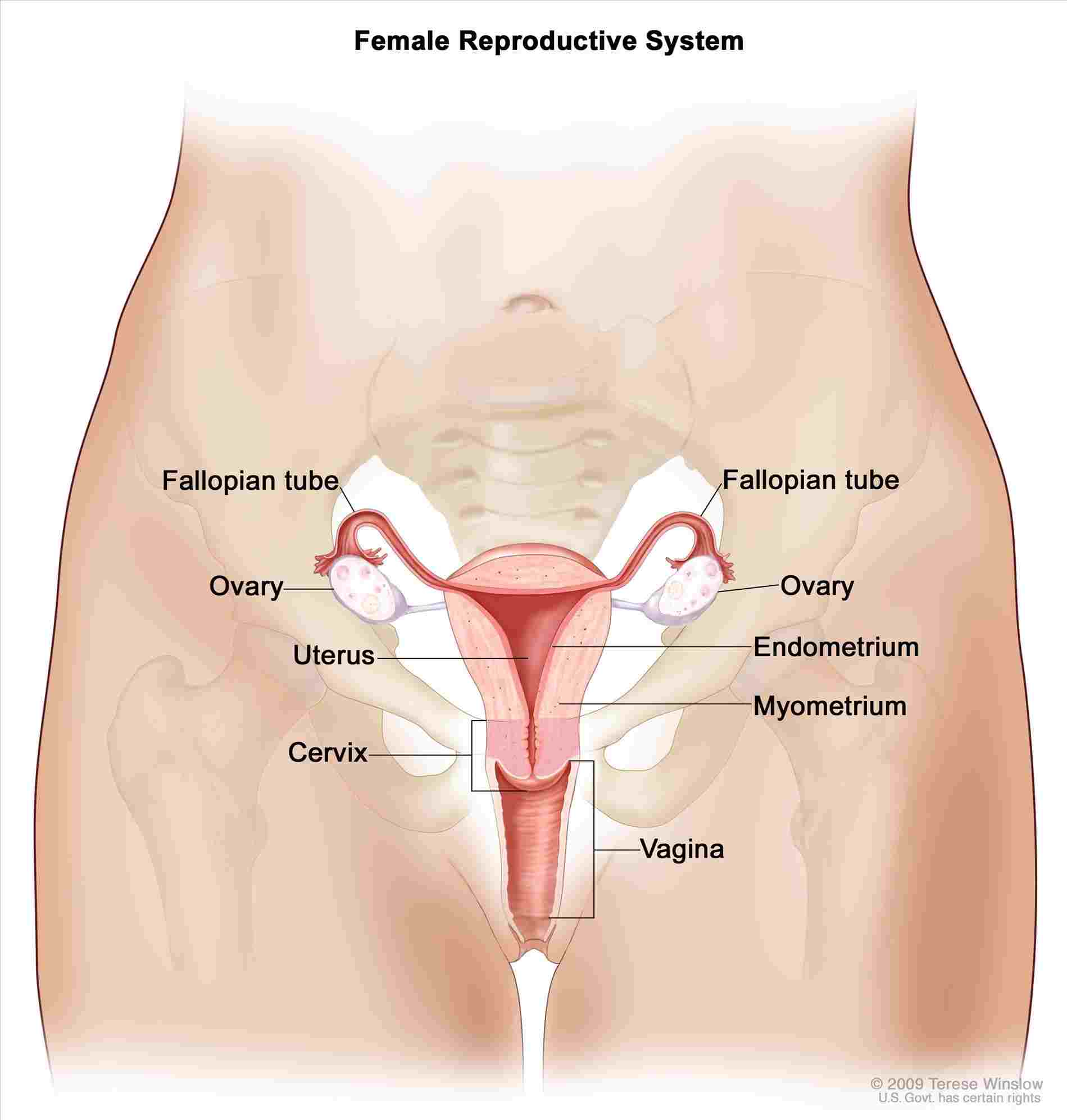 Female Anatomy Diagram Diagram Of A Woman Wiring Diagram Directory