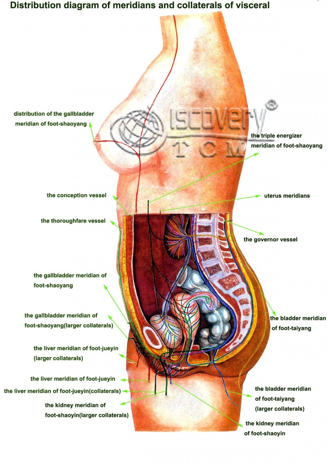 Female Anatomy Diagram Female Anatomy Diagram Labeled Beautiful Female Anatomy Diagram