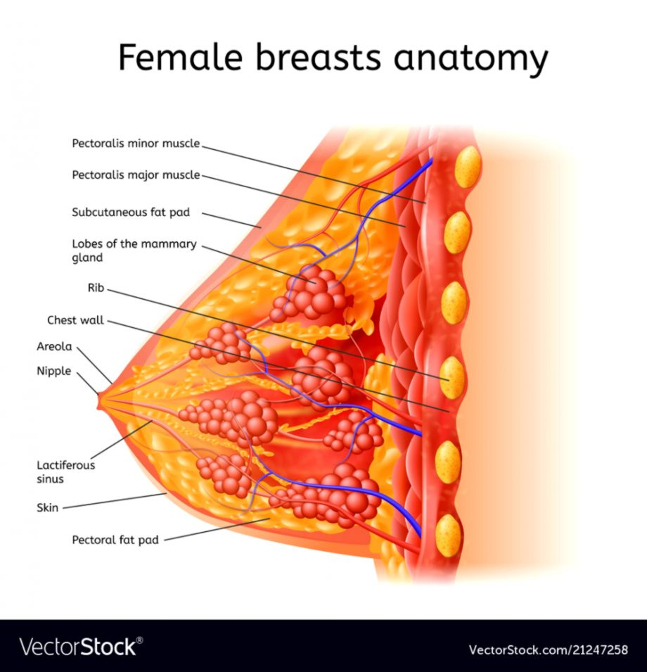 Female Anatomy Diagram Female Anatomy Diagram Wallpapers Insert