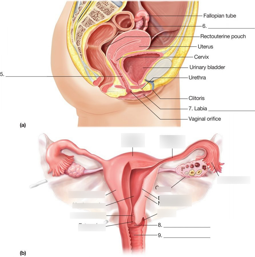 Female Anatomy Diagram Female Anatomy Part 3 Diagram Quizlet