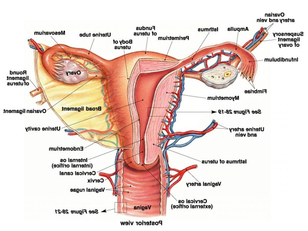 Female Anatomy Diagram Female Reproductive System Drawing At Paintingvalley Explore