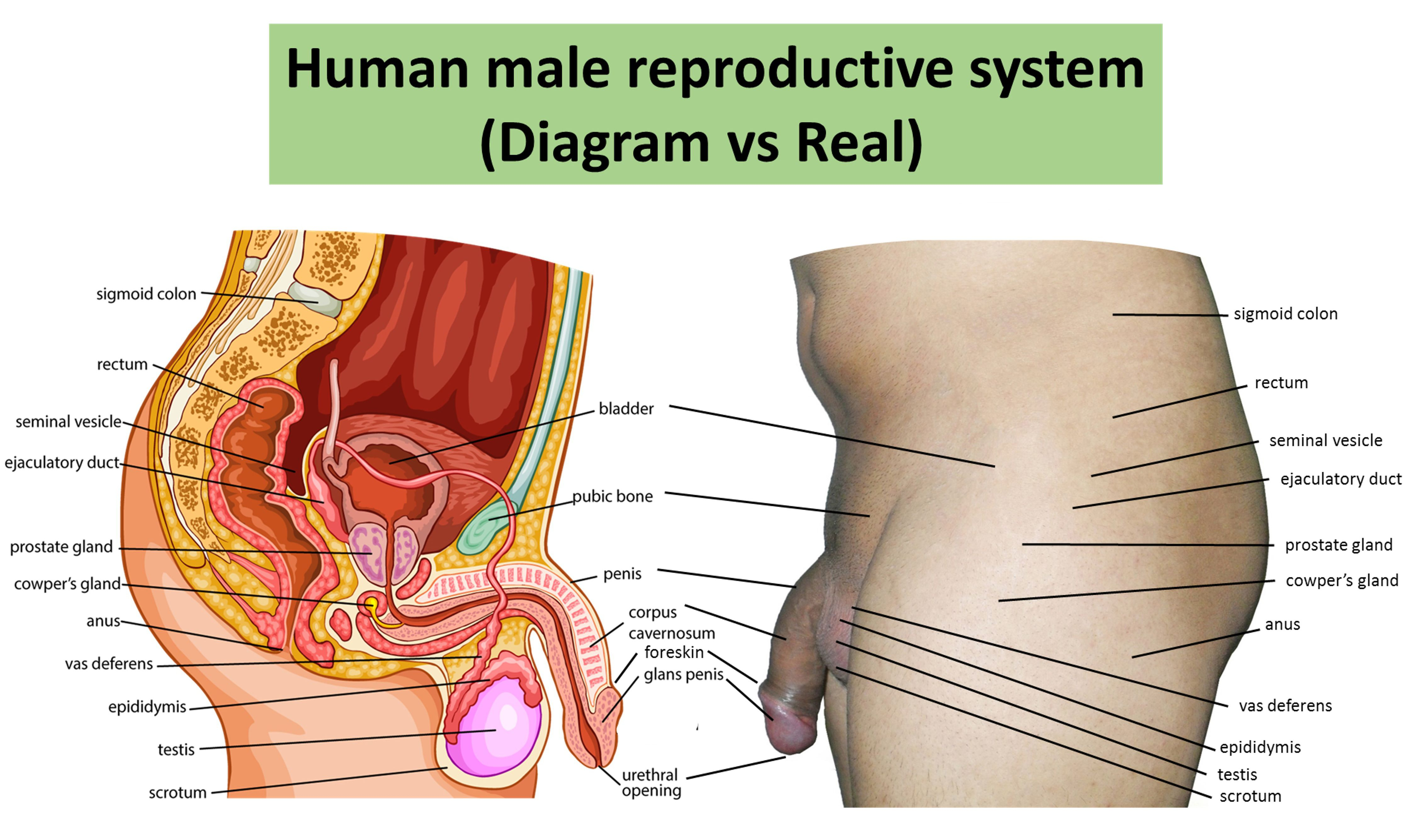 Female Anatomy Diagram Female Reproductive System Drawing Free Download Best Female