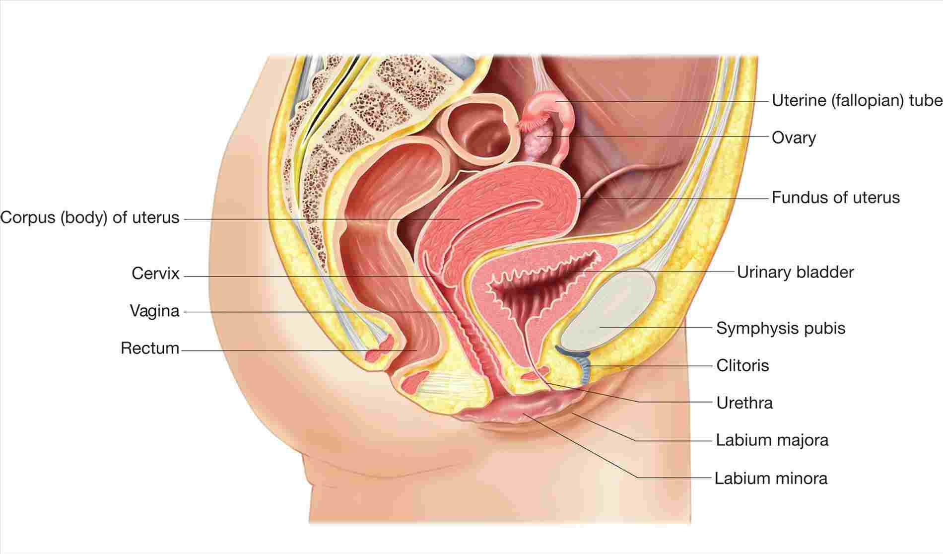 Female Anatomy Diagram Female Reproductive System Image Diagram Anatomy Body