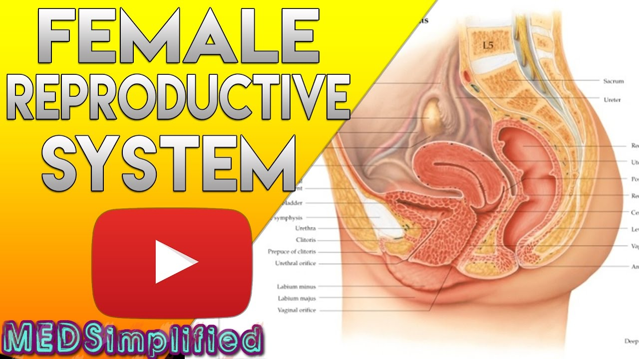 Female Anatomy Diagram Female Reproductive System Made Easy Organs Functions