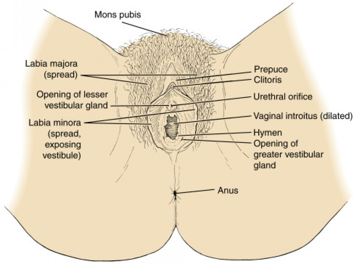 Female Anatomy Diagram Female Reproductive System Organ Anatomy
