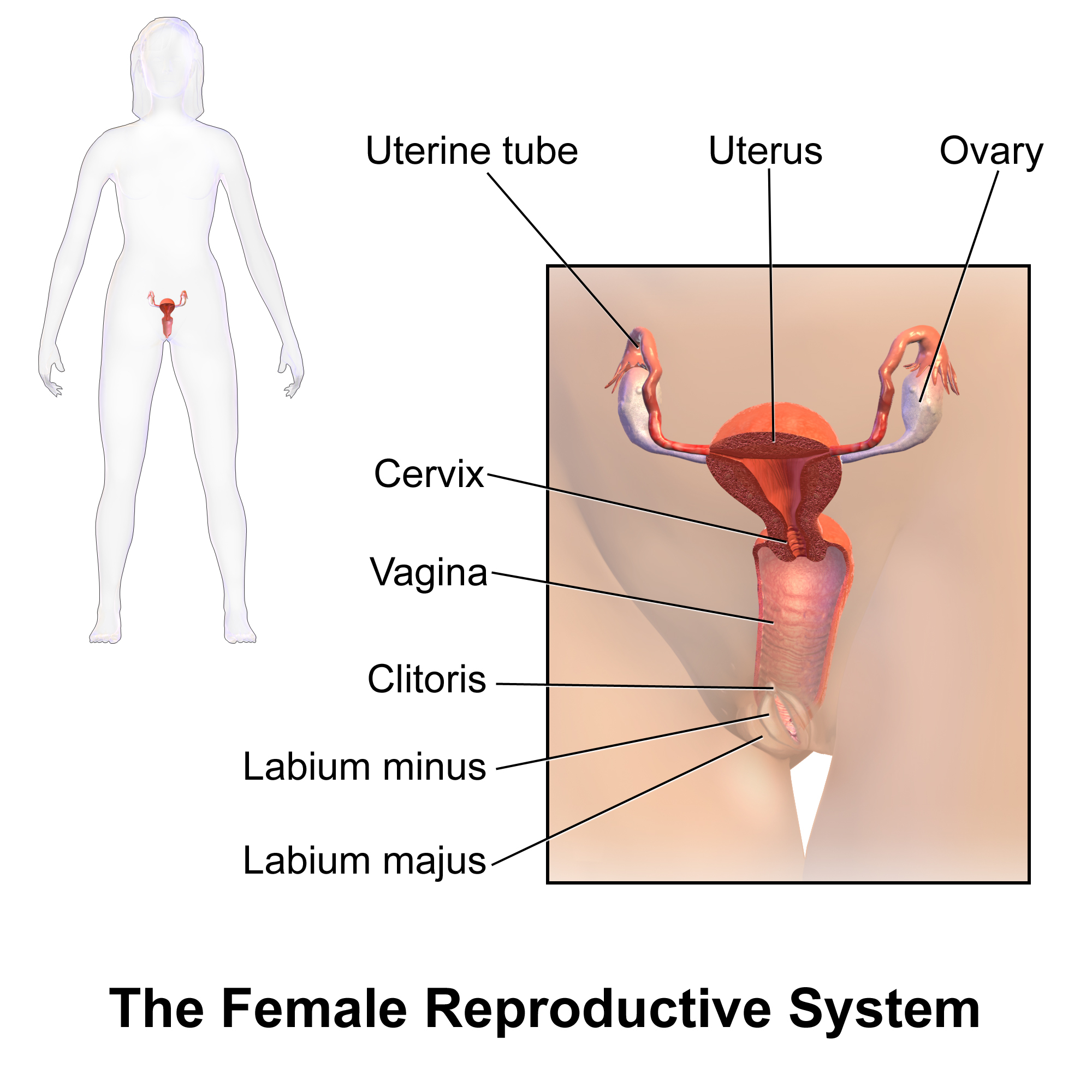 Female Anatomy Diagram Female Reproductive System Wikipedia