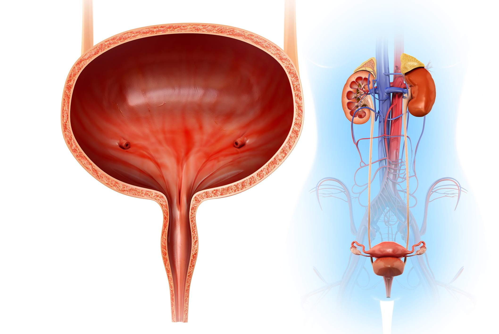 Female Anatomy Diagram Female Urology And External Sexual Anatomy