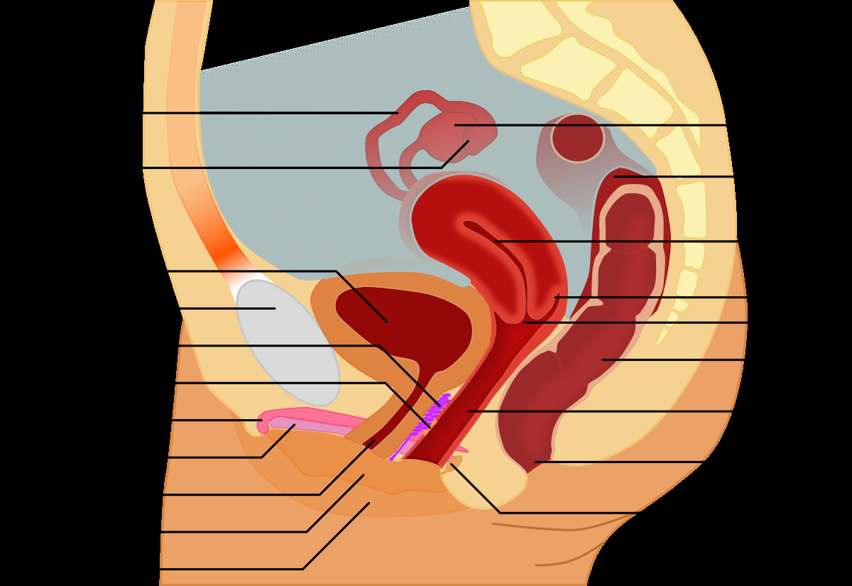 Female Anatomy Diagram G Spot Wikipedia