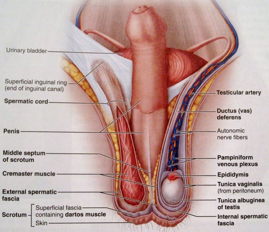 Female Anatomy Diagram Human Female Anatomy