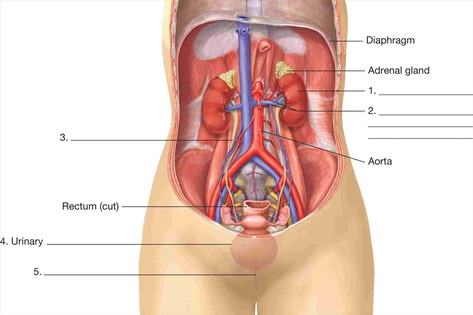 Female Anatomy Diagram Woman Body Organs Diagram Diagram Anatomy Body