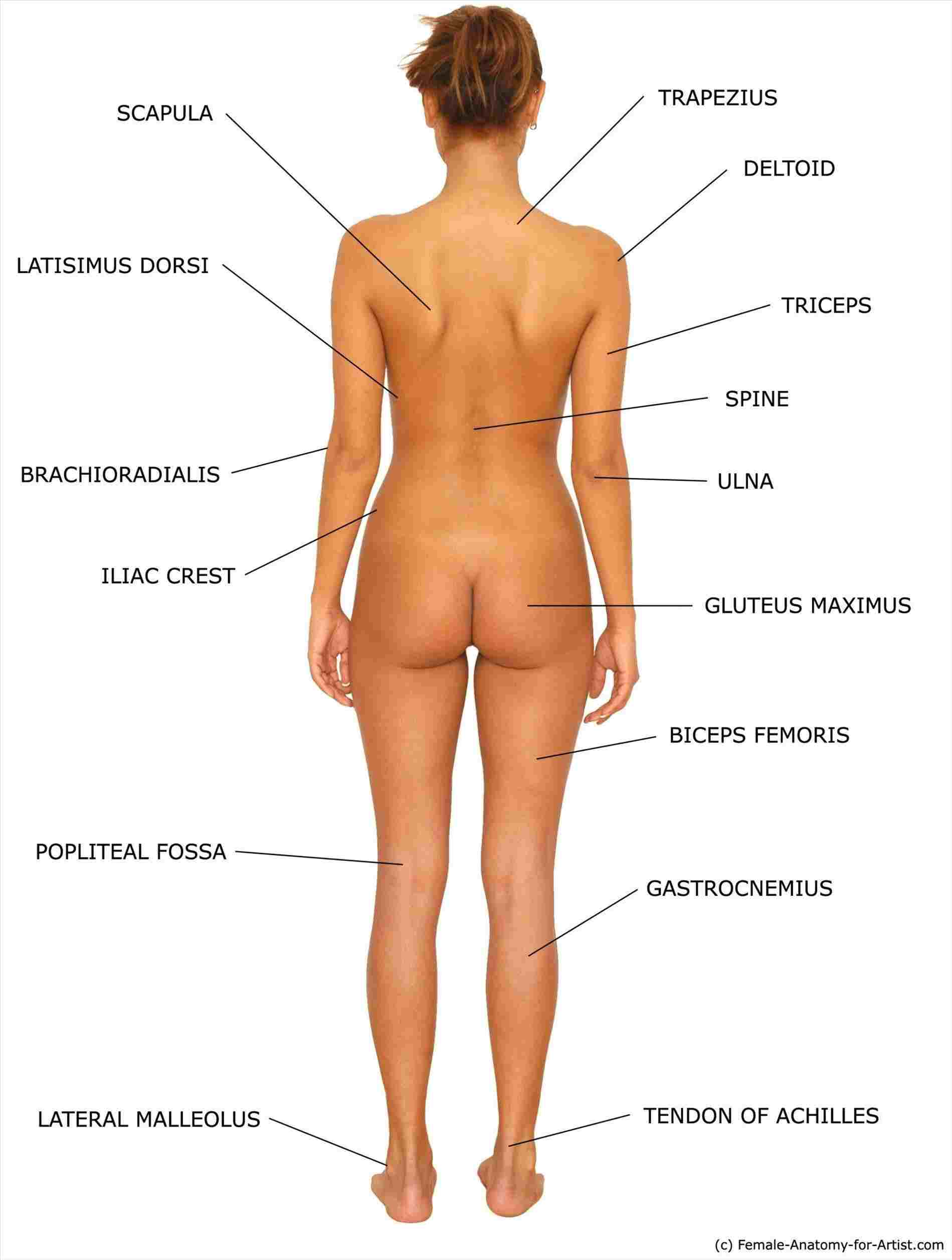 Female Anatomy Diagram Woman Body Structure Diagram Diagram Anatomy Body