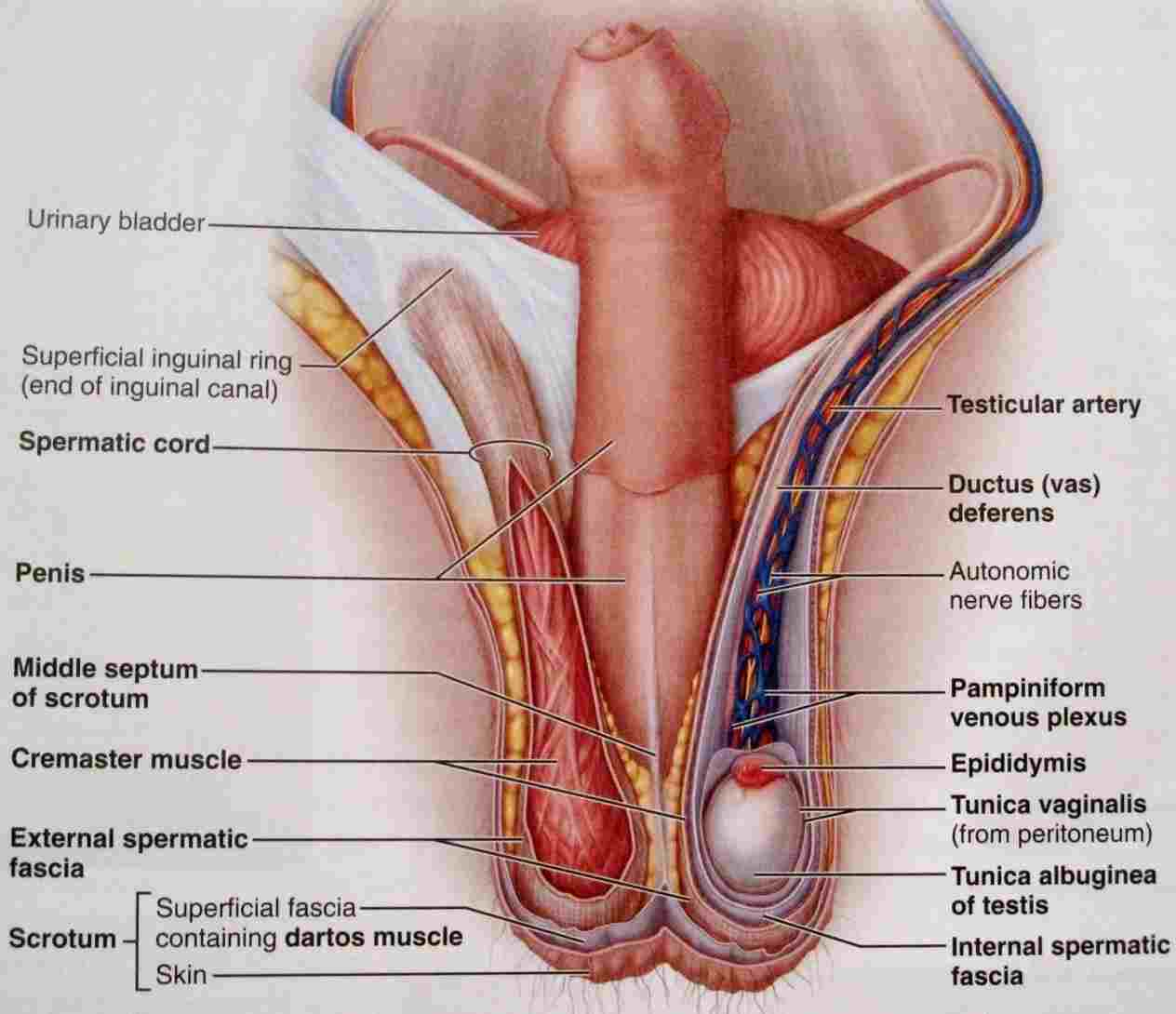 Female Reproductive System Diagram External Reproductive System Of Female Diagram Of Anatomy