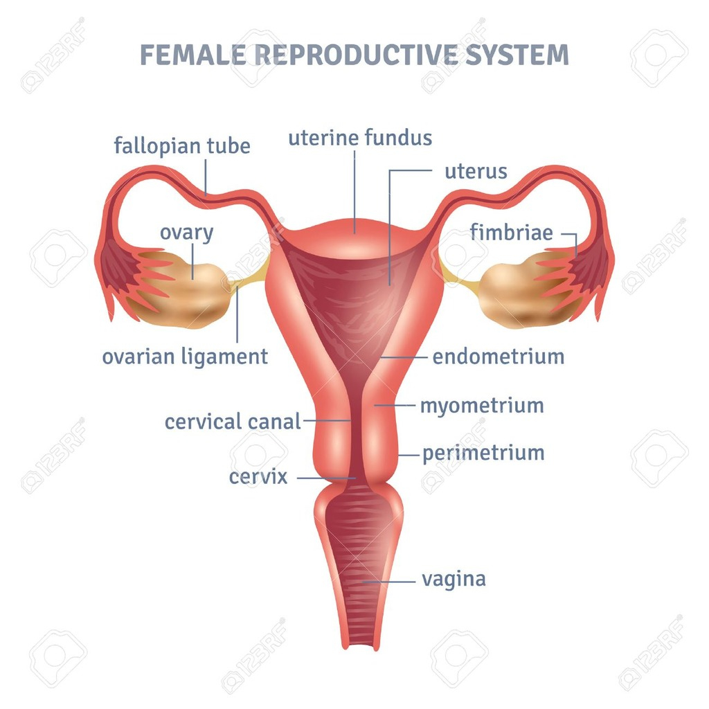 Female Reproductive System Diagram Female Reproductive System Diagram Quizlet