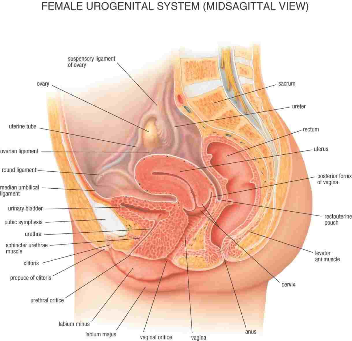 Female Reproductive System Diagram Female Reproductive System Side View Diagram Of Anatomy