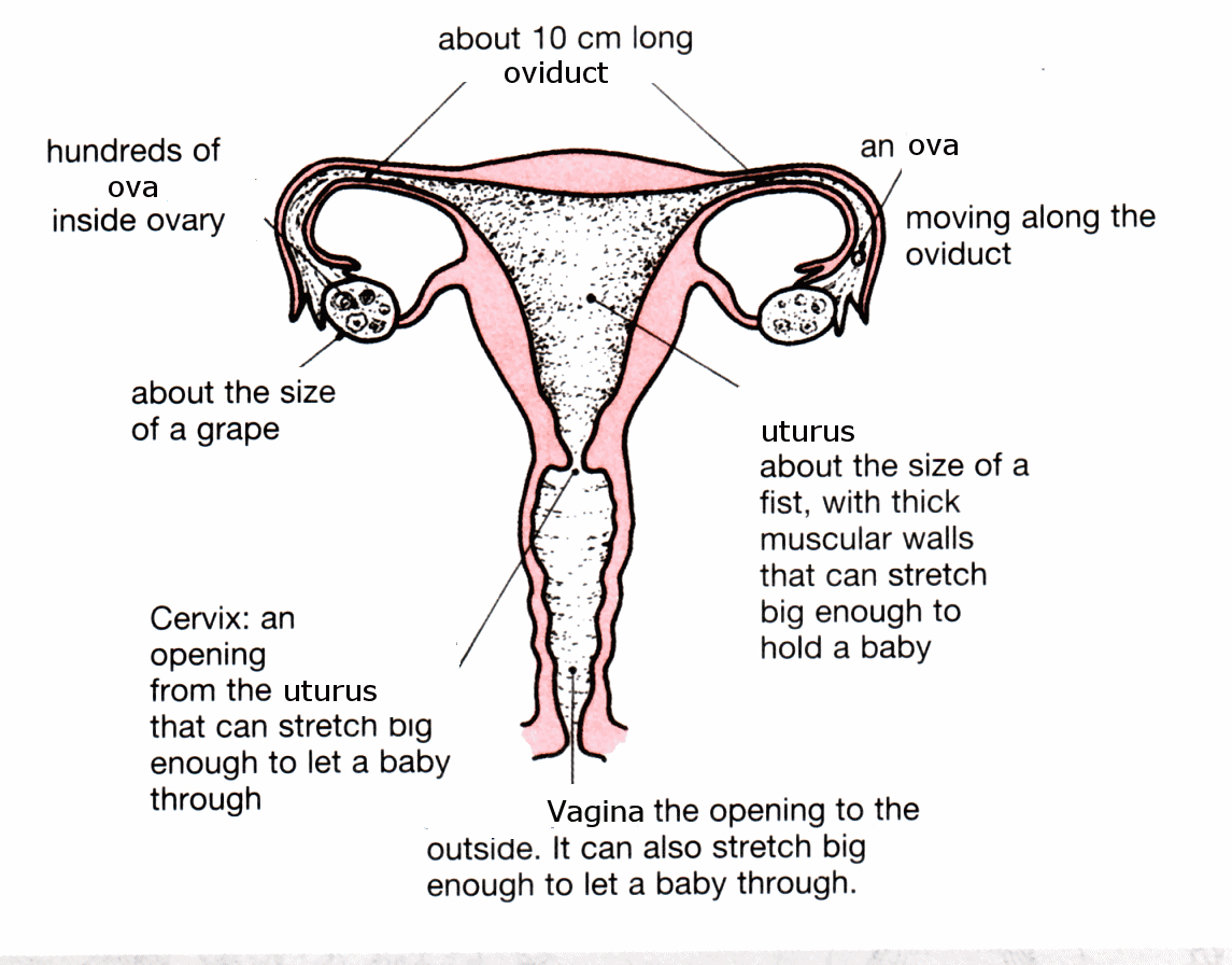 Female Reproductive System Diagram Female Reproductive System