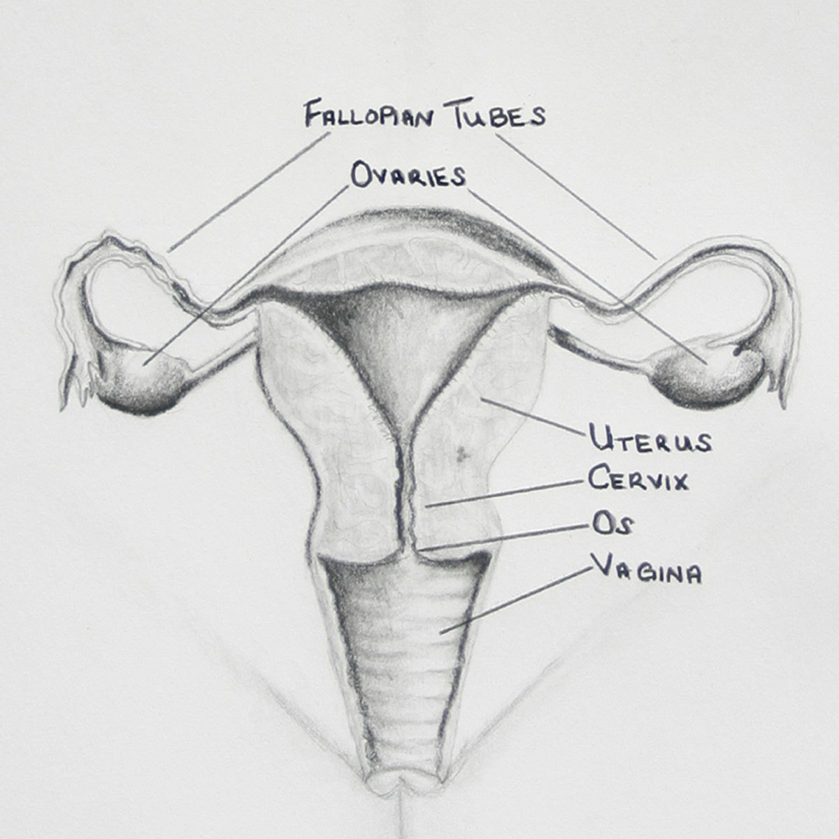 Female Reproductive System Diagram The Female Reproductive Organs The Endocrine Glands That Make Them