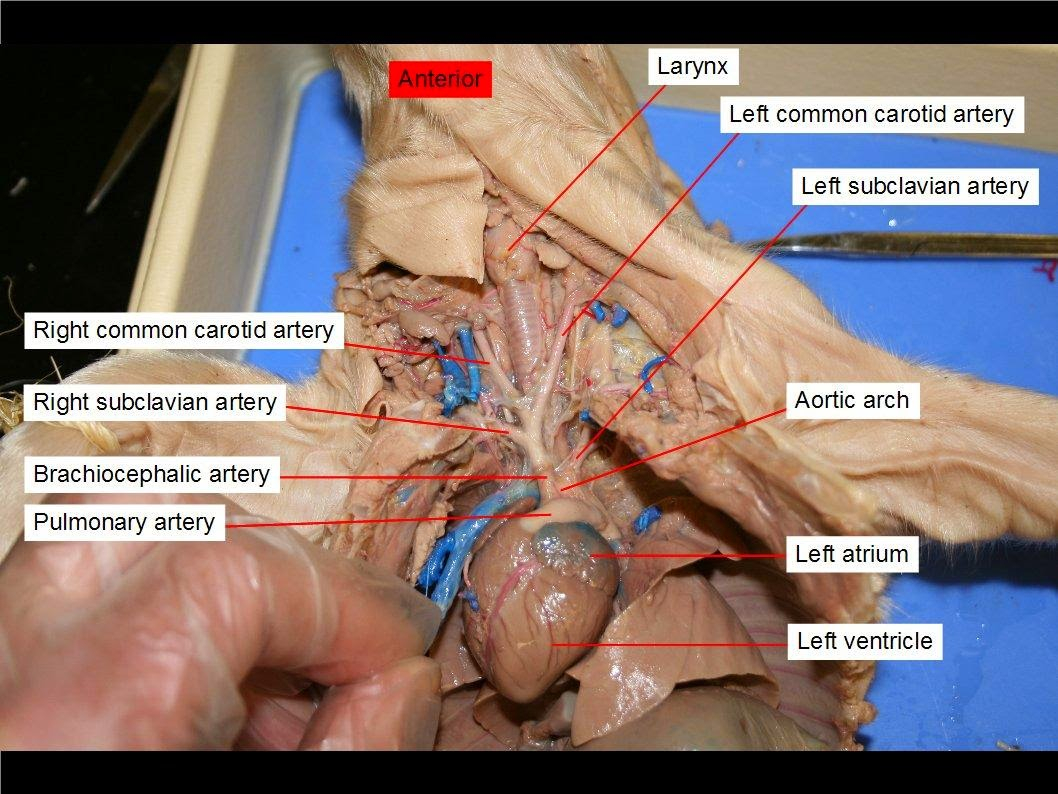 Fetal Pig Diagram Labeled Anatomy Dissections Dissection No 4 The Fetal Pig Blood Vessels