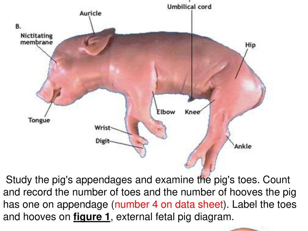 Fetal Pig Diagram Labeled External Fetal Pig Diagram Labeled Wire Diagram Preview