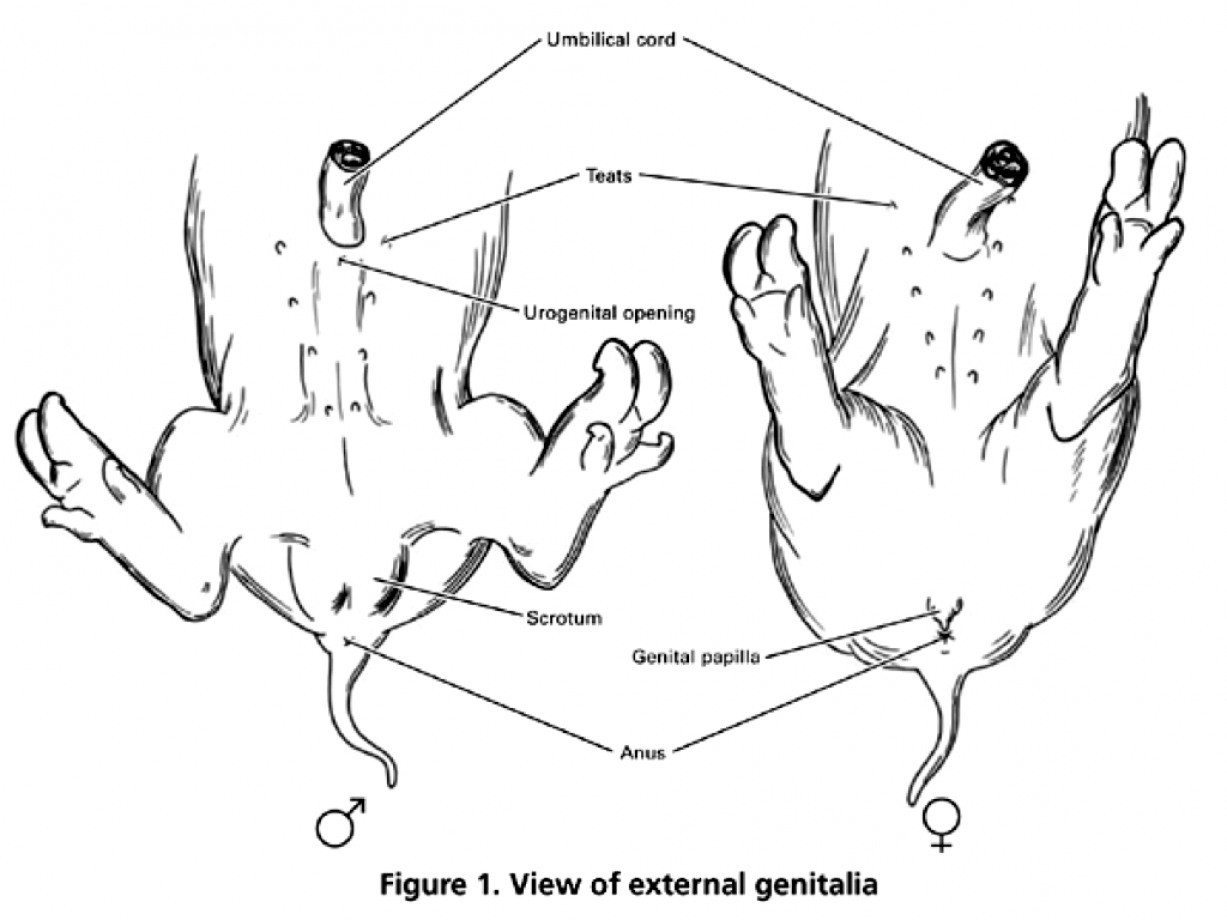 Fetal Pig Diagram Labeled Fetal Pig Diagram External Anatomy Of The Part 3 Sanzin Honors