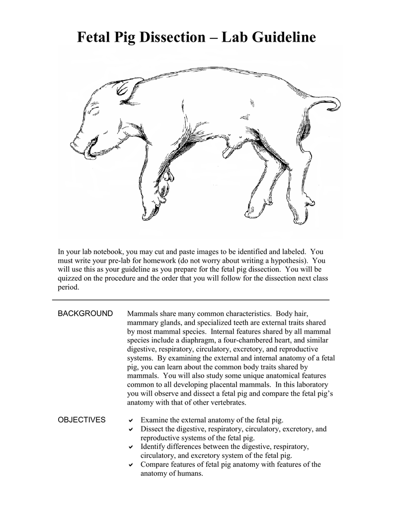 Fetal Pig Diagram Labeled Fetal Pig Dissection Lab Guideline
