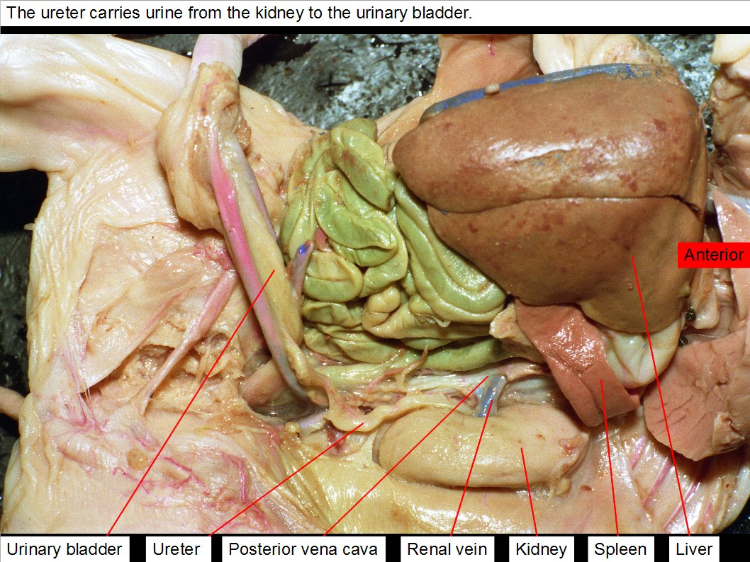 Fetal Pig Diagram Labeled Fetal Pig Dissection Pictures