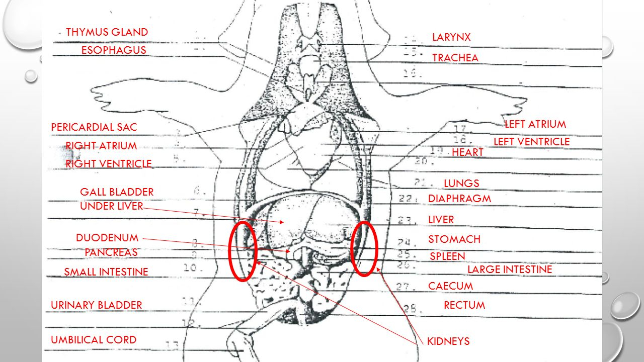 Fetal Pig Diagram Labeled Fetal Pig Dissection Ppt Download