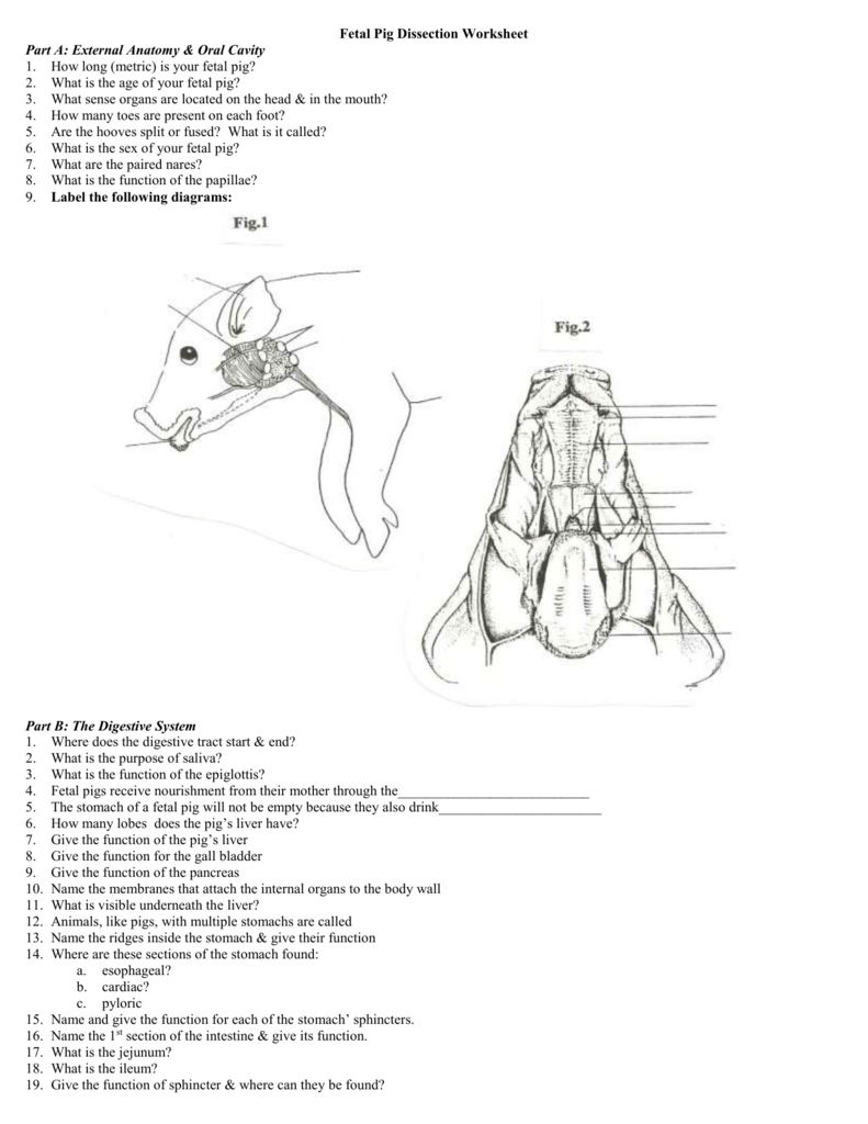 Fetal Pig Diagram Labeled Fetal Pig Dissection Worksheet