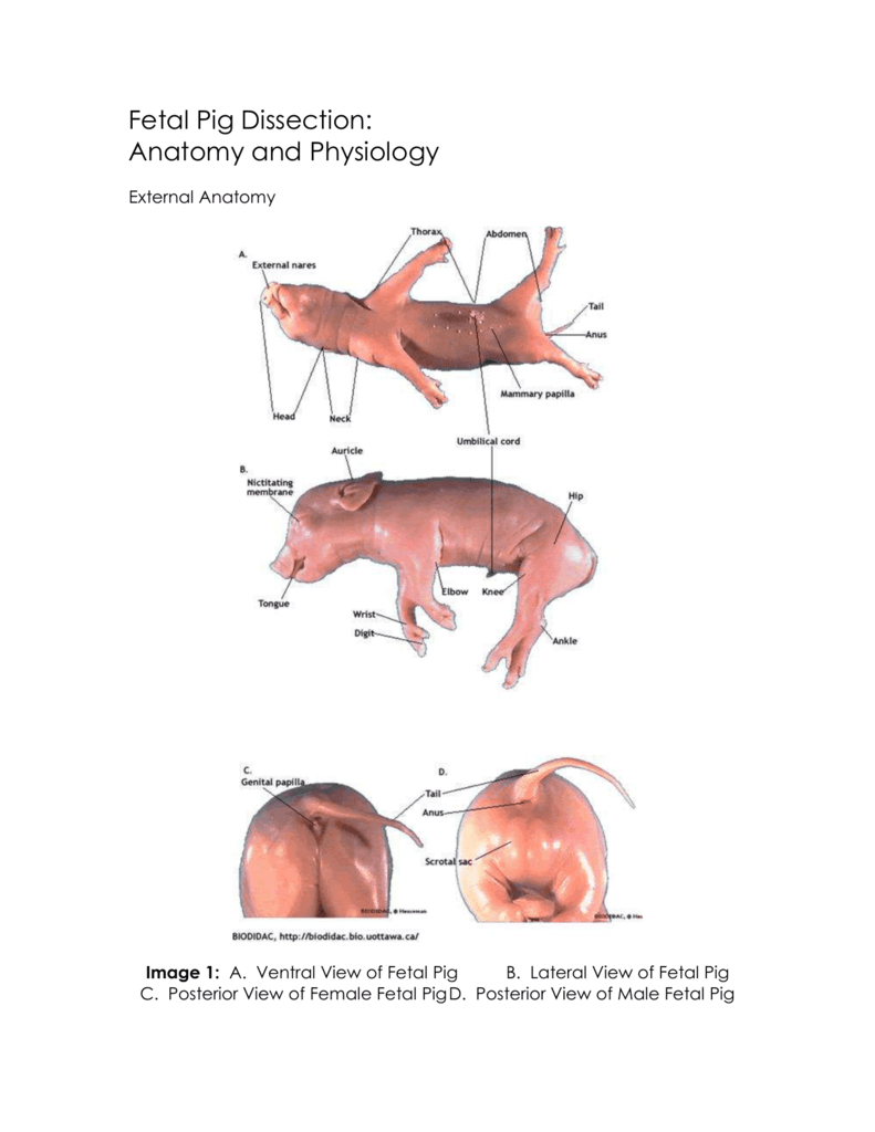 Fetal Pig Diagram Labeled Fetal Pig Dissection
