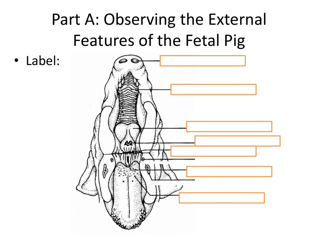 Fetal Pig Diagram Labeled Fetal Pig Lab Student Response Slide Show Ppt Download
