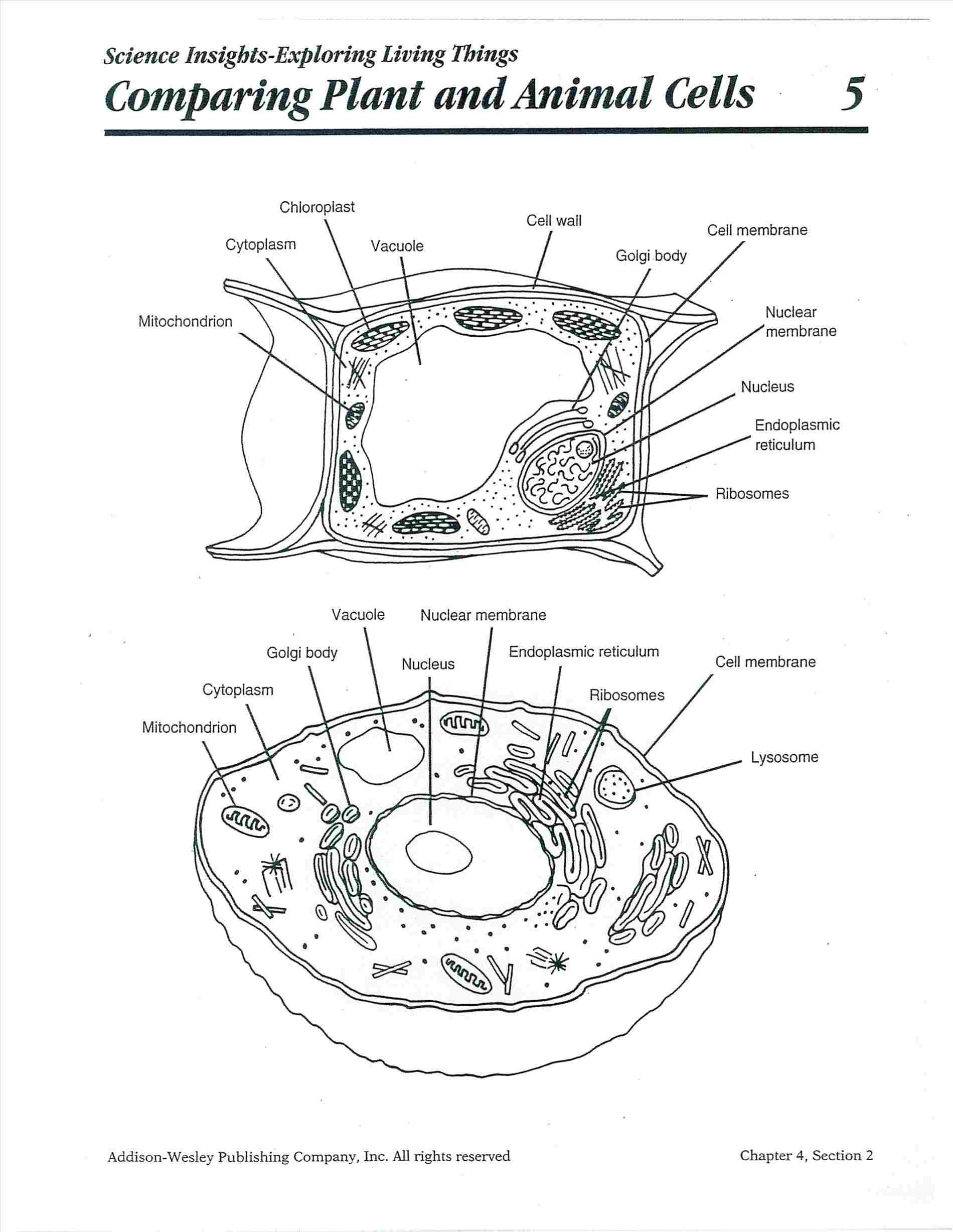 Fetal Pig Diagram Labeled Pig Digestive System Diagram Labeled Human Anatomy