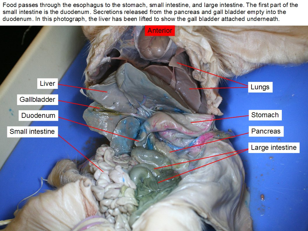 Fetal Pig Diagram Labeled Reading Fetal Pig Dissection Biology Ii Laboratory Manual