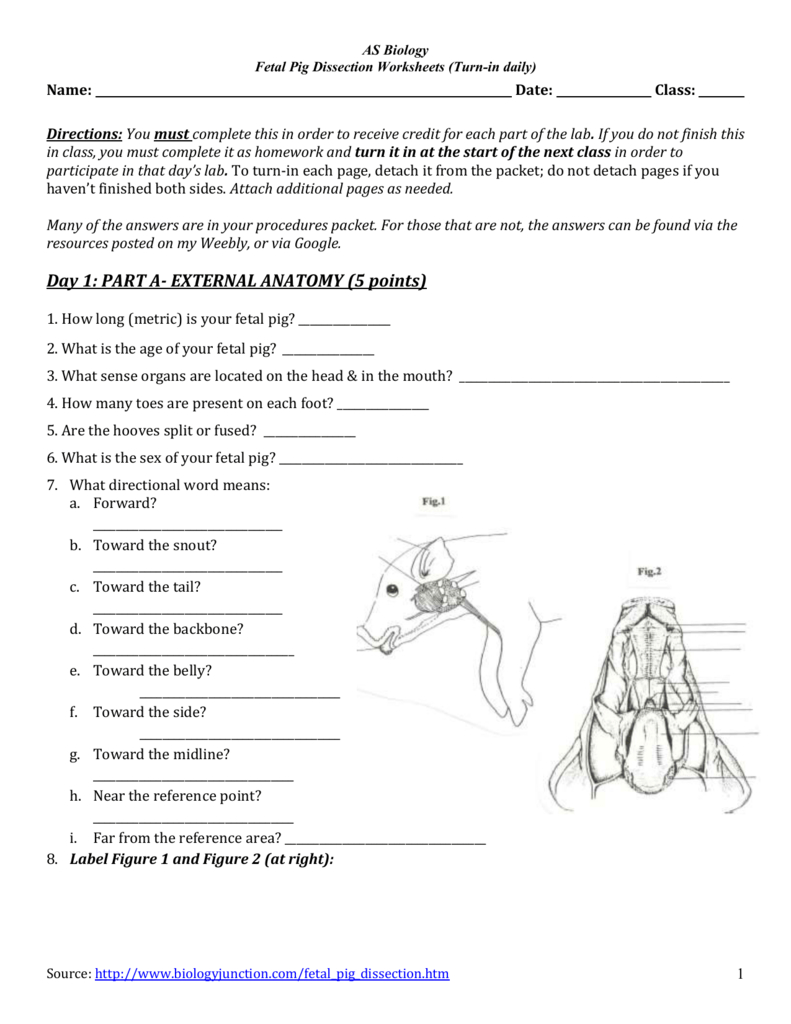 Fetal Pig Diagram Labeled Worksheets To Complete W Dissection